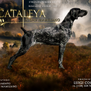 CATALEYA DI SAN MAMILIANO