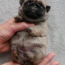 WISENNA Czar Olbrzyma