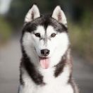 CORAL SEA BLACK PEARL WOOD MARK