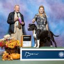 MISTER BUFFALO Pokerowy Żywot