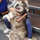 Luciano Lord Kingwolf