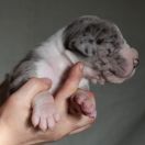 SOKRATES Czar Olbrzyma 