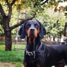 Charon Mroczne Bractwo FCI