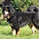 BEAUTY Mistic Mastif