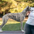 Alluring Dream Adara 