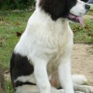 DIALALA Zakątek Berna