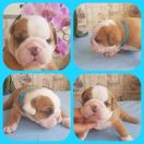 Xceptional Henry Asgardville