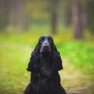 Vigorrus ANNIFRID ROCK ME