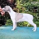 MIRIEL Paka Czworaka