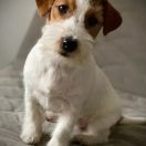 Greatest Show on Earth Cherry Love FCI