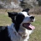 OFRA Stajnia Sadyba (FCI)