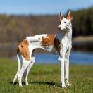 Tara at Baltas Vejas