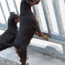 Midnight lullaby di casa Glaunic