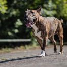 Banana Dark Piggy Chucho Topline