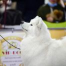 Polar Mist White Star Melania 