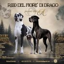Litter A - RiDo del Fiore´di Drago