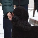 REAL EMERALD Black Dignity 