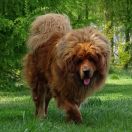 CASANOVA for Beskerm 