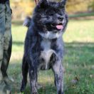 Kurozane Go Fuen No Oka