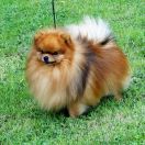 Aramis Small Amber Hearts 