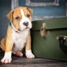 JASIONE LEAVIS American Heart vel. Tomuś