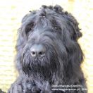 Duma Magiczna Czerń FCI