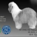 NO I UDAŁO SIĘ! Bobicowo FCI