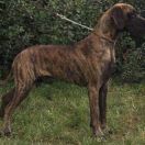 BELLISSIMA Galakticus Fci