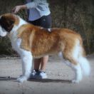 Mt. Harmony GOLD STAR V. Elba 