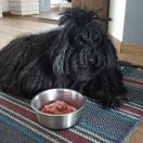 WALIA Zwierz w Dredach