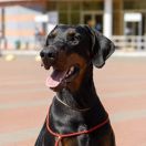 Black&bright Germiona 