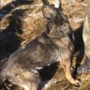 Janaa Policia Slovakia