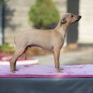 JAMES BLOND Paka Czworaka