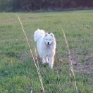 Silvercity Wind LIRA