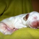 SNOWMAN Source of Happiness FCI