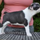 GRAUR BULLDOGS OFF OLAF