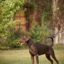 Andromeda Nero Di Angelo 