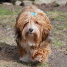 Fluffy Attraction FANTASTYCZNA ANGUA