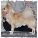 Dolce Milagro King the Lux 