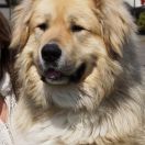 Baavguy Tao Klarjeti