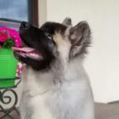 Finigan Fiy-Fon Kendo 