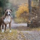 Honeybee Guardian of forest