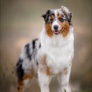 HYALIT OPALE Brennini