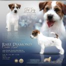 RARE DIAMOND Cookie Land FCI 