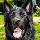 ELLIS von der tiefen Quelle