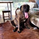 Cersa Mascot Millenium 