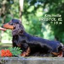 Kinchville BRISTOL