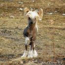 Secret ZAGRAJ VABANQUE