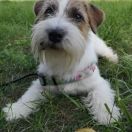 Mięta Bieszczadzkie Leszcze