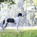 BELHA GAVI Perphenazinum